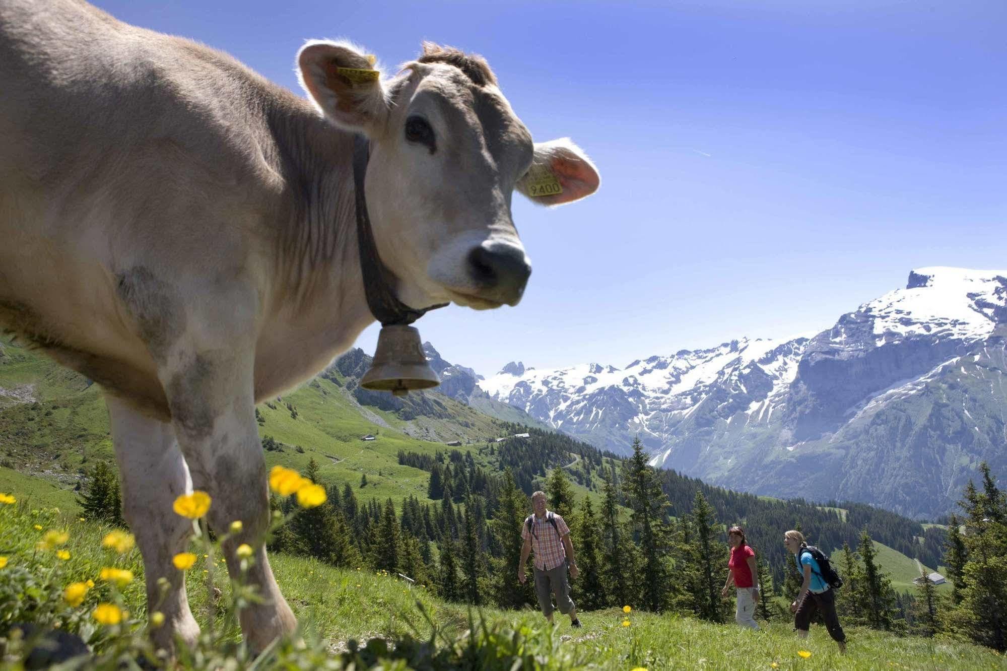 Berglodge Restaurant Ristis Engelberg Luaran gambar